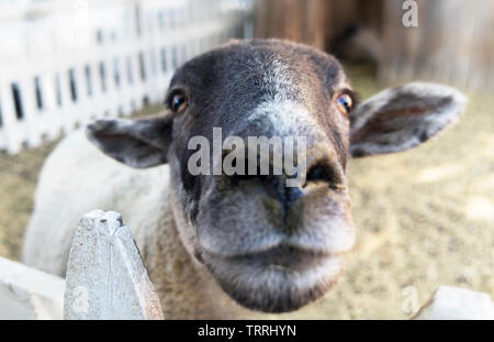 Happy smiling sheep face. Close of sheep face in pen. Stock Photo