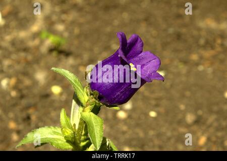A Bright Purple Canterbury Bell Blooming Stock Photo