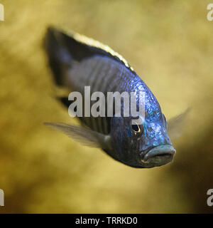 Macro image of a Blue Cichlid (Cichlidae) hovering in an aquarium. Stock Photo