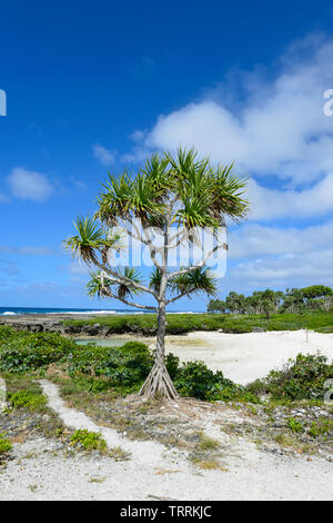 Pandanus trees growing along the beach on Efate Island, near Port Vila, Vanuatu, Melanesia Stock Photo