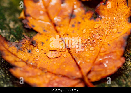 Macro photograph of an orange sugar maple leaf in autumn/fall covered in rain drops. Stock Photo