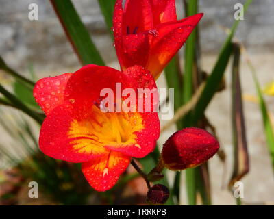 Colourful fressia flowers with tiny water drops are blooming in my home garden. Stock Photo