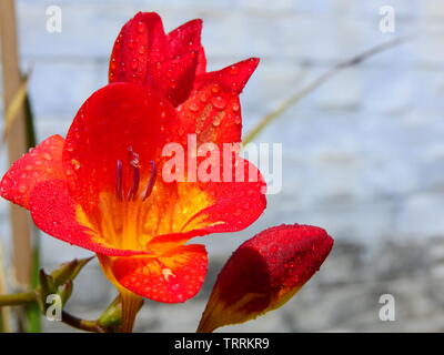 Colourful fressia flowers with tiny water drops are blooming in my home garden. Stock Photo