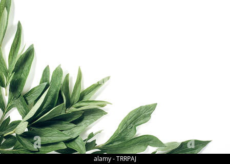 Green leaves on white background. Summer concept. Flat lay, top view, copy space Stock Photo