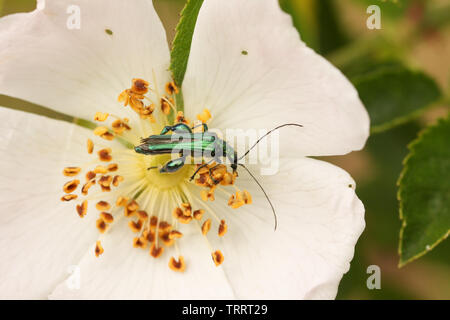 A pretty male Swollen-thighed Flower Beetle, Oedemera nobilis, nectaring on a wild dog rose flower. Stock Photo