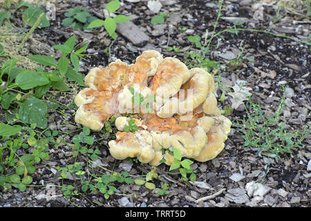 Laetiporus sulphureus, known as Crab-of-the-woods, also called sulphur polypore and sulphur shelf Stock Photo