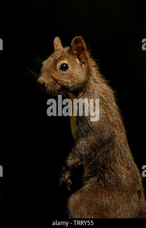 Eurasian Red Squirrel - Sciurus vulgaris, beautiful popular small mammal from European gardens and forests, Hortobagy National Park, Hungary. Stock Photo