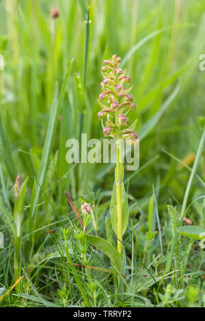 Dactylorhiza viridis, Frog Orchid in grass Stock Photo