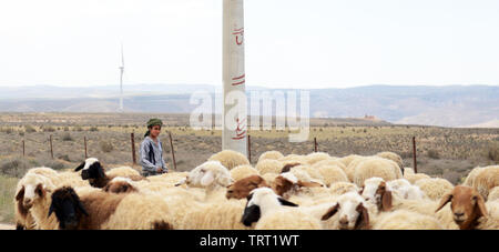 Sheep herding in the mountainous region of central Jordan. Stock Photo