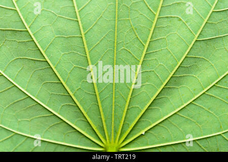 Close up detailed view of green Maple leaf background with abstract vain texture lines form natural pattern. Bright lit by sunlight of tropical forest Stock Photo