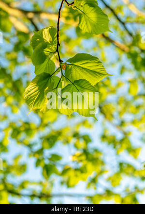 Beautiful fresh new springtime linden leaves. Stock Photo