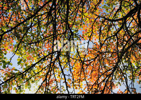 Colorful pear-tree leaves against blue sky Stock Photo