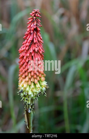 Kniphofia, also called tritoma, red hot poker, torch lily, knofflers or poker plant Stock Photo