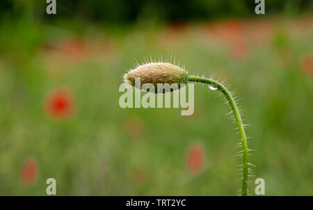 A close up single unopened bud of a poppy with out of focus field and red poppies in the background Stock Photo