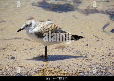 A juvenile Silver Gull in the water around Penguin Island in Western Australia Stock Photo