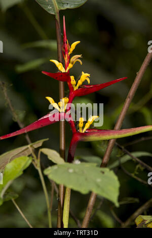 Subtropical rain forest with colourfull flowers covers  the western slopes of the Andes at 2200 meters high Bellavista Lodge in Ecuador. Stock Photo