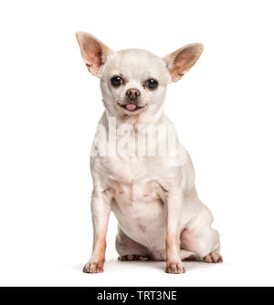 Chihuahua sitting against white background Stock Photo