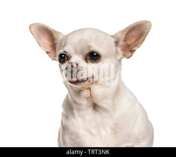 Chihuahua against white background Stock Photo