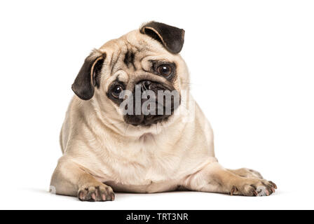 Pug looking at camera against white background Stock Photo