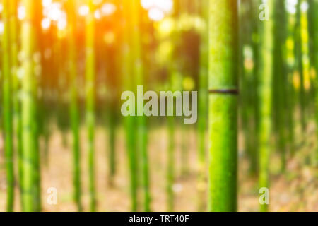 blur Japanese Bamboo forest for background Stock Photo