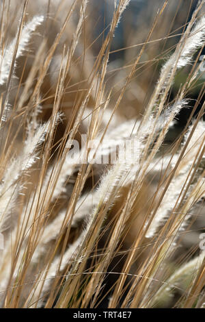 Close-up of seed heads of Stipa ichu / Jarava ichu, Peruvian feather grass in late winter