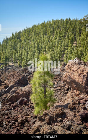 Canary Island pine forest in Teide National Park, Tenerife. Stock Photo
