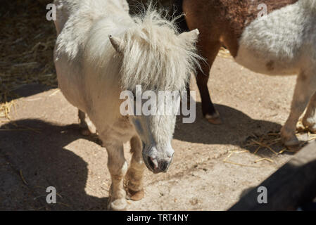 Beautiful white Mini Shetland Pony (miniature pony) standing in the sunshine on a farm. Stock Photo