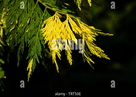 Leaves of the Cypress Tree Stock Photo