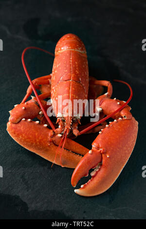 A boiled, cooked lobster, Homarus gammarus, that was caught in a lobster pot set in the English Channel. Homarus gammarus is also known as the common Stock Photo