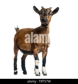 Young Goat, 4 months, standing in front of white background Stock Photo