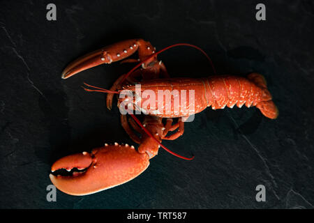 A boiled, cooked lobster, Homarus gammarus, that was caught in a lobster pot set in the English Channel. Homarus gammarus is also known as the common Stock Photo