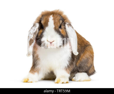 Rabbit in front of white background Stock Photo