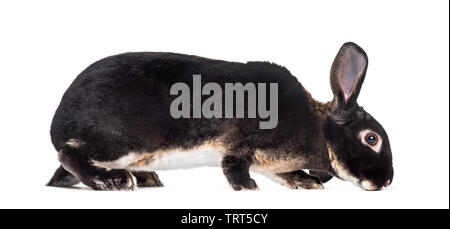 red rabbit standing against white background Stock Photo
