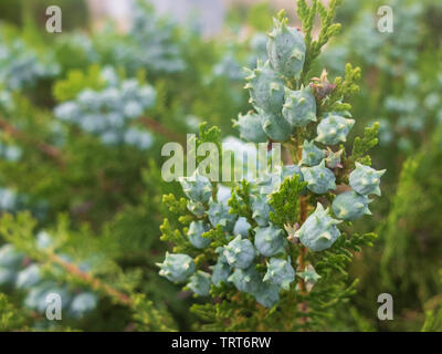 Platycladus orientalis. Chinese thuja. Oriental arborvitae. Chinese arborvitae. Stock Photo