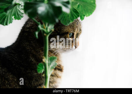 Cat with beautiful green eyes, sits on a white background, green home geranium Stock Photo