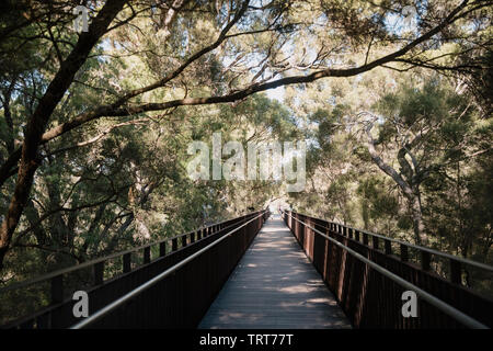 Elevated walkway in King's Park, Perth, surrounded by trees on a summers day. Stock Photo