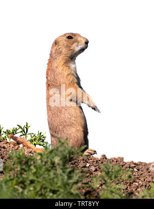 Black-tailed prairie dog (Cynomys ludovicianus) standing, observing surrounding landscape, isolated on white background. Stock Photo