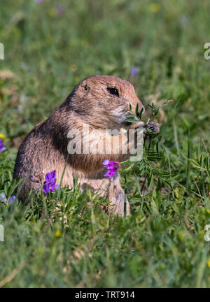 Black-tailed prairie dog (Cynomys ludovicianus) eating juicy spring grass, Badlands National Park, South Dakota, USA. Stock Photo