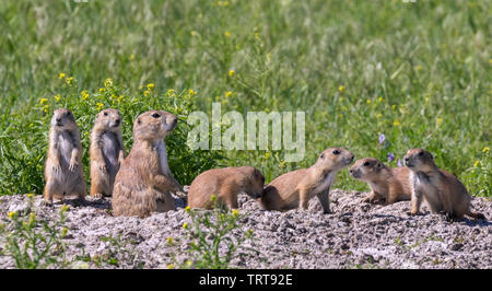 Black-tailed prairie dogs (Cynomys ludovicianus), a family at their burrow, Badlands National Park, South Dakota, USA. Stock Photo