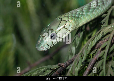 Western green mamba (Dendroaspis viridis) hiding among tree leaves, captive (Native to Western Africa). Stock Photo