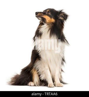 Shetland Sheepdog, 10 months old, sitting in front of white background Stock Photo