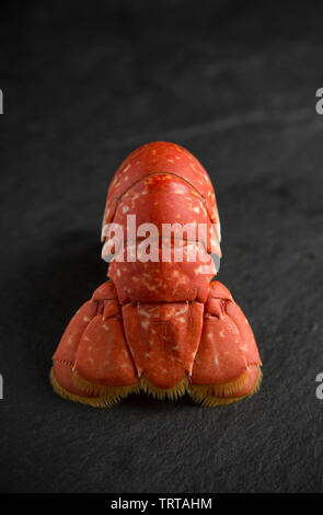 The cooked tail section of a boiled lobster Homarus gammarus, with the shell still on. From a lobster caught in a pot set in the English Channel.  Dis Stock Photo