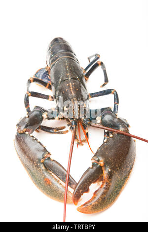 A live lobster, Homarus gammarus, that was caught in a lobster pot set in the English Channel, photographed on a white background. Lobsters have a lar Stock Photo