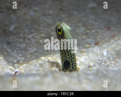 A Spotted Garden Eel (Heteroconger hassi) Stock Photo
