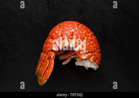 The cooked tail section of a boiled lobster Homarus gammarus, with the shell still on. From a lobster caught in a pot set in the English Channel.  Dis Stock Photo