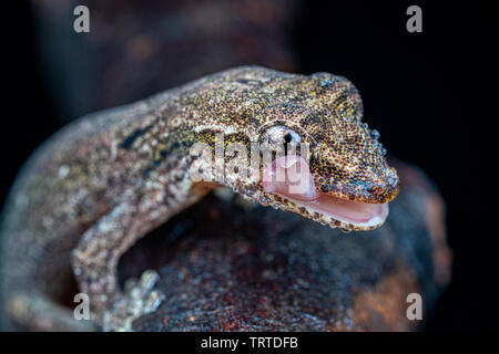 Lepidodactylus lugubris, the mourning gecko, licking eye Stock Photo