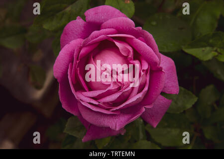 Close up of a single beautiful perfect round pink rose with green leaves Stock Photo