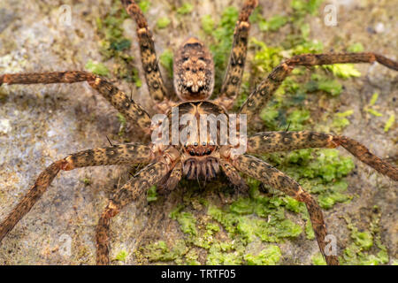 Huntsman spider on rock with moss and lichen Stock Photo