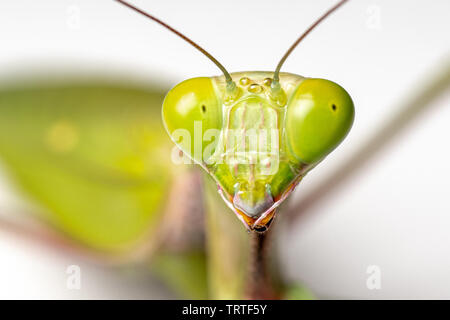 Close face portrait of the Giant rainforest mantis (Hierodula majuscula), a large green preying mantis from tropical Australia Stock Photo