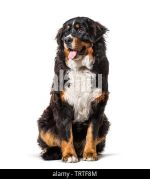 Bernese Mountain Dog sitting against white background Stock Photo - Alamy